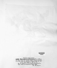 Thecaphora deformans image